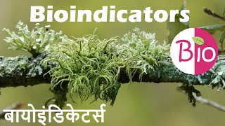 What are Bioindicators बायोइंडिकेटर्स by Simply The Best BIO [upl. by Areit270]