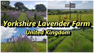 Yorkshire Lavender UK 🇬🇧 [upl. by Nona]