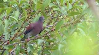 Palevented Pigeon  Patagioenas cayennensis  Mitu Vaupes [upl. by Neelra]