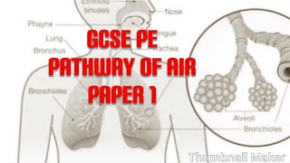 GCSE PE paper1 revision respiratory system [upl. by Oigile417]