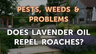 Does Lavender Oil Repel Roaches [upl. by Ahnavas]