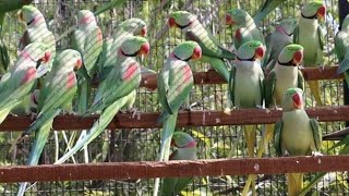 Alexandrine Parakeets [upl. by Thaddeus]