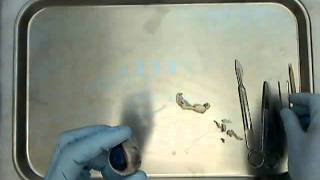 01 sheep eye dissection 1wmv [upl. by Dacie]