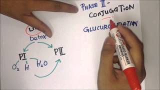 Biotransformation GLUCURONIDATION [upl. by Yolane]