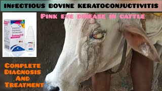 Infectious kerato conjuctivitis  pink eye disease in cattles viralvideo veterinarymedicine [upl. by Dacie]