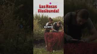 quotRosas Floribunda ¡Descubre Cómo Cultivar Estas Flores Increíbles en Casaquot plantas jardinencasa [upl. by Suidualc]