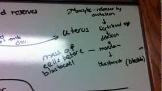 Gastrulation in Frogs Chicks Humans [upl. by Leaw]