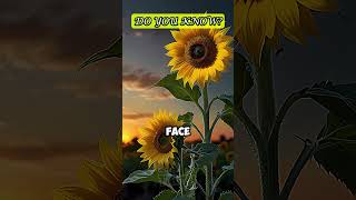 Why Do Sunflowers Follow the Sun 🌻☀️ [upl. by Ioved]