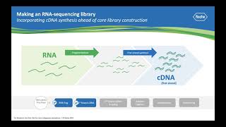 Ask a Scientist How does RNA sequencing work [upl. by Bresee]