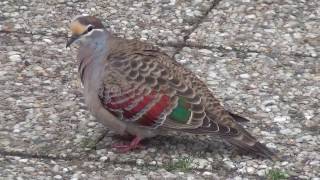 Displaying Common Bronzewing [upl. by Aiekal]