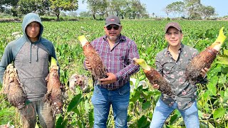 Cultivo de MALANGA TARO O PITUCA  Tubérculo poco conocido en México y mejor que la papa [upl. by Hilaria661]