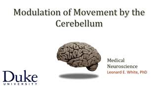 Cerebellum Modulation of movements [upl. by Yentroc]