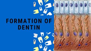 Dentin Formation  Dentinogenesis  Dentin Pulp Complex Session 3 [upl. by Gonick]