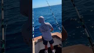 Bisbee Los Cabo Offshore marlin  risingsons nature ocean marlin anywherealoha [upl. by Truman]