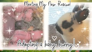 Meet My New Rescue Adopting A Baby Bunny [upl. by Prebo]