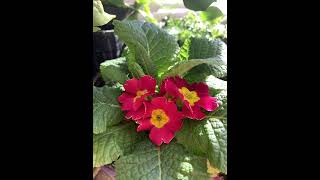 Primrose Plant Profile [upl. by Schluter216]