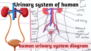 Human Urinary System Anatomy and physiology of urinary system class 12 biology [upl. by Ymma]