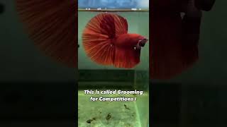 Betta Grooming SECRETS For Winning Competitions [upl. by Eselahs]