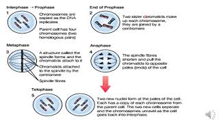 Biology Grade 10 Unit two Part Two [upl. by Seftton]