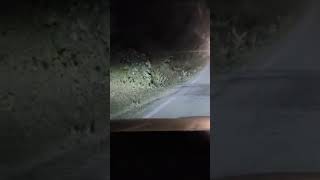 Rat me sher road 🛣️ par karte huyevairalvideo nature youtubeshorts sher travel [upl. by Kacy]