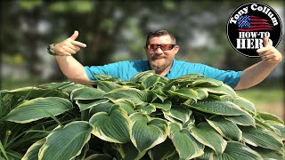 Secrets to Growing Healthy and Large Hostas 🍃 [upl. by Kier]