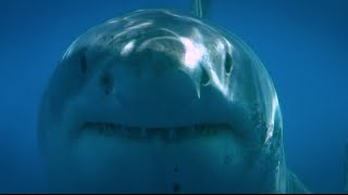 Blue Water White Shark Guadalupe 2008 [upl. by Pearlman]