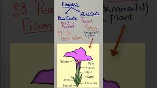 Bracteate and Ebracteate FlowerFlower Morphology Class 11 Neet biology Morphology [upl. by Korfonta]