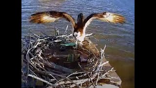 Dahlgren Osprey Cam [upl. by Aelahs576]