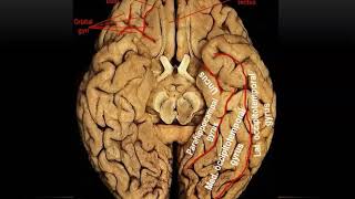 Sulci and Gyri of Inferior and Medial Surfaces of Cerebral Hemisphere Practical  Dr Ahmed Farid [upl. by Oneladgam]