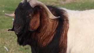 Boer Goats  Quality Meat Producers [upl. by Nirihs]