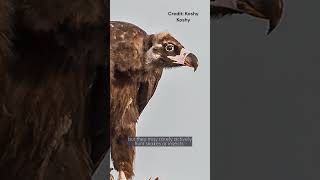 Cinereous Vulture  Species Fact Card [upl. by Yim56]