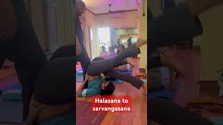 Halasana plow pose and Sarvangasana shoulder standhalasana sarvangasana plowpose sarvangasna [upl. by Yasibit550]