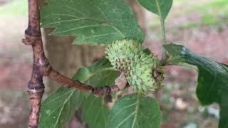 Lucombe Oak  acorns  August 2018 [upl. by Jorey]