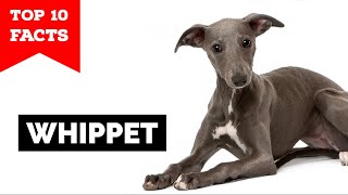 Whippet  Top 10 Facts [upl. by Polinski683]