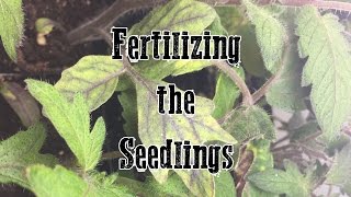 Fertilizing the Seedlings [upl. by Beauregard701]