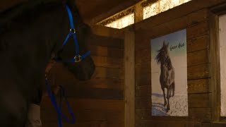 Prince Julius Friesian on his birthday a tribute to Queen Uniek friesian friesianhorse horses [upl. by Augusto]