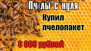 Пчёлы с нуля Покупаю пчелопакет [upl. by Henry702]