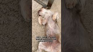 How I sleep knowing I’m the luckiest dog puppy dogbreed dog shihtzu funny comedy cute [upl. by Phelgon568]