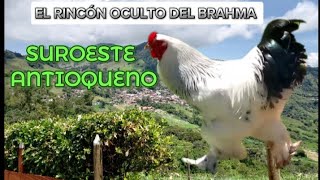 TITIRIBI ANTIOQUIA LA NUEVA CASA DE LAS GALLINAS BRAHMA [upl. by Hauge253]