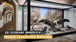 Esplora la Biodiversità dellAspromonte l Museo Faunistico Diorama l 📍Matiniti Superiore RC [upl. by Oflodur]