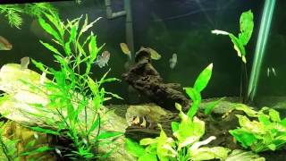 My Thoughts On Phosphates in a Planted Freshwater Aquarium [upl. by Ellenyl]