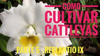 Cultivo de Cattleyas Parte 5  replantio IX [upl. by Hedgcock532]