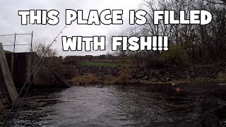 That Place was FILLED with FISH And it was my FIRST TIME Fishing it Doylestown PA [upl. by Sandon31]