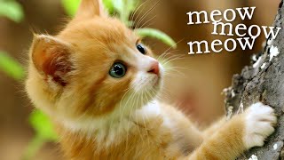 Cute Ginger Kitten Meowing  Kitten Sounds Meow [upl. by Geithner]