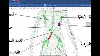 مرحله اولى صيدله جامعه التراث Lymph vascular systempart 1Histology [upl. by Raynah]