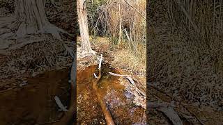 Placitas New Mexico youtubeshorts samsunggalaxyediting [upl. by Aillicsirp]