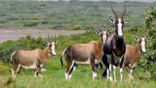 Afrique Australe la faune face aux saisons [upl. by Bugbee]