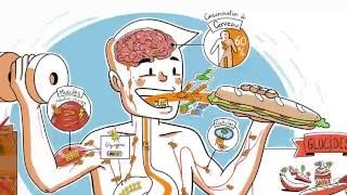 Le parcours des glucides dans lorganisme [upl. by Curley]