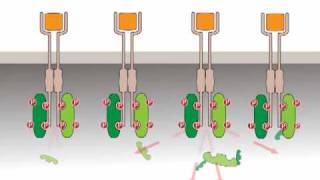 Oncogenic activation receptor tyrosine kinases [upl. by Justin]