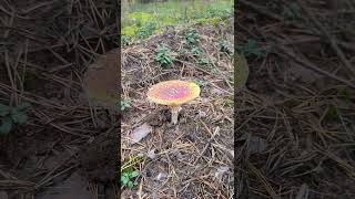 Мухомор красный Amanita muscaria mushroom [upl. by Xeno]